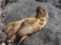 Closeup of a fur seal the galapagos islands ecuador Royalty Free Stock Photo