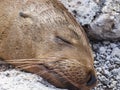 Closeup of a fur seal the galapagos islands ecuador Royalty Free Stock Photo