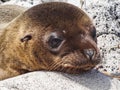 Closeup of a fur seal the galapagos islands ecuador Royalty Free Stock Photo