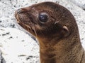 Closeup of a fur seal the galapagos islands ecuador Royalty Free Stock Photo