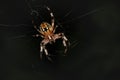 A furrow orbweaver spider set against a dark blurred background