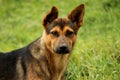 Portrait of furry Border terrier dog