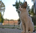 Portrait Of Furry Cat, Norwegian Forest cat, Norsk skogkatt Royalty Free Stock Photo