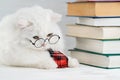 Portrait of furry cat in transparent round glasses. Domestic soigne scientist kitty in red tie poses on books background Royalty Free Stock Photo