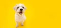 Portrait furry and happy jack russell sitting on isolated yellow background