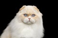 Portrait of Furry Highland Fold Cat with Huge Blue Eyes on Black Background