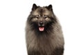 Portrait of Keeshond Dog on isolated black background Royalty Free Stock Photo