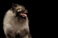 Portrait of Keeshond Dog on isolated black background Royalty Free Stock Photo