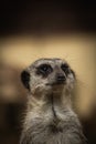 Portrait of furry meerkat in the blurred background