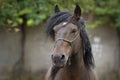 Portrait of a Galician Purebred stallion horse with messy hair Royalty Free Stock Photo