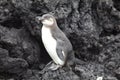 Portrait of GalÃÂ¡pagos Penguin Spheniscus mendiculus standing on lava rocks Galapagos Islands Royalty Free Stock Photo