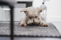 Portrait of a Ganaraskan dog eating a treat, selective focus Royalty Free Stock Photo