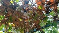 Portrait of Garden Corridor Lanterns with Bamboo Birdcage Decorations. Hanging Lights Surrounded by Ceiling Vines Royalty Free Stock Photo