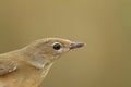 Portrait of Garden Warbler