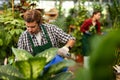 Portrait of a gardener watering flowers in a greenhouse Royalty Free Stock Photo