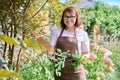 Portrait of gardener woman in apron gloves caring for rose bush in garden. Royalty Free Stock Photo