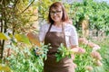 Portrait of gardener woman in apron gloves caring for rose bush in garden. Royalty Free Stock Photo