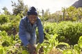 Portrait Of Gardener Working In Community Allotment