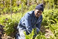 Portrait Of Gardener Working In Community Allotment