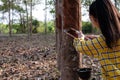 Portrait gardener young Asia women tapping latex from a rubber tree form Thailand
