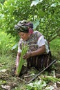 Portrait of gardening Guatemalan Indian woman