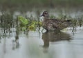 A portrait of a Garganey at Bhigwan bird sanctuary, India