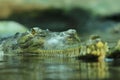 Gavial, Gavialis gangeticus, also known as gharial. Eyes of reptile above water surface. Critically endangered animal Royalty Free Stock Photo