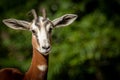 Portrait of a Gazelle before a green baclkground Royalty Free Stock Photo