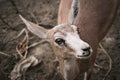 Portrait of a gazelle Royalty Free Stock Photo