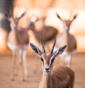 Portrait of gazelles looking at camera Royalty Free Stock Photo