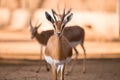 Portrait of gazelles looking at camera Royalty Free Stock Photo