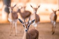 Portrait of gazelles looking at camera Royalty Free Stock Photo