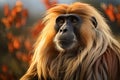 Portrait of a Gelada baboon. Generative AI