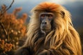 Portrait of a Gelada baboon. Generative AI