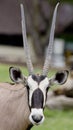 Portrait of a Gemsbok antelope Oryx gazella Royalty Free Stock Photo