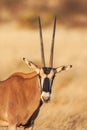 Portrait of a gemsbok antelope (Oryx gazella) in desert, Africa Royalty Free Stock Photo