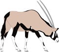 Portrait of a gemsbok or oryx gazella antelope, running Royalty Free Stock Photo