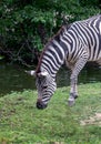 Portrait of a gentle, grazing zebra