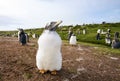 Portrait of  a Gentoo penguin chick Royalty Free Stock Photo