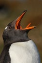 Portrait of Gentoo penguin