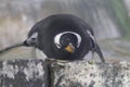 Gentoo penguin Royalty Free Stock Photo