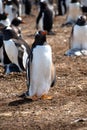 Portrait of a Gentoo Penguin