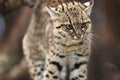 Portrait of a Geoffroy cat, Leopardus geoffroyi, a wild cat native to South America