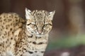 Portrait of a Geoffroy cat, Leopardus geoffroyi, a cat native to South America