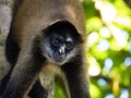 Portrait of Geoffroy`s spider monkey, Ateles geoffroyi, sitting in the branches of a tall tree. Costa Rica