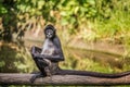 Portrait of Geoffroy's spider monkey