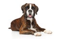 German boxer dog lying on white background Royalty Free Stock Photo