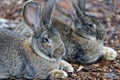 Portrait of German Giant rabbits relaxing on woodchips