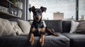 Portrait of a German Jagd Terrier dog in an apartment, home interior, love and care, maintenance. Lies Royalty Free Stock Photo