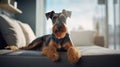 Portrait of a German Jagd Terrier dog in an apartment, home interior, love and care, maintenance. sofa